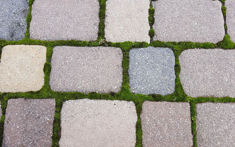 27_5_detalle_musgo_modelo_coca